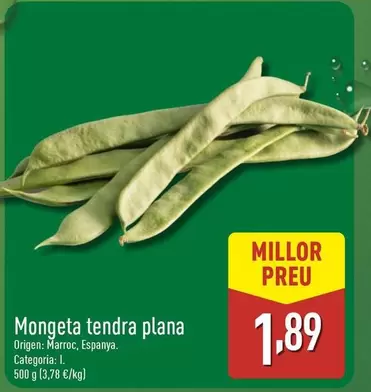 Mongeta Tendra Plana