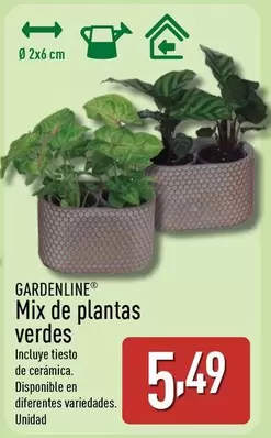Gardenline - Mix De Plantas Verdes