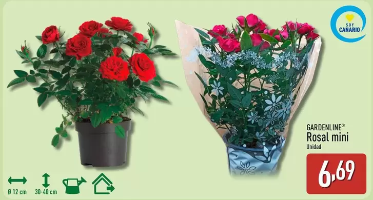 Gardenline - Rosal Mini