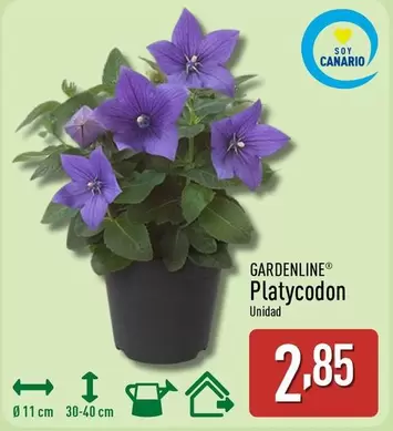 Gardenline - Platycodon
