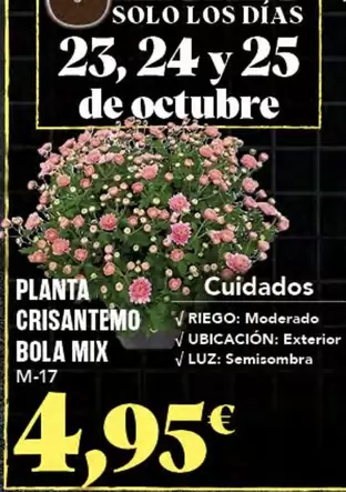 Solo - Planta Crisantemo Bola Mix