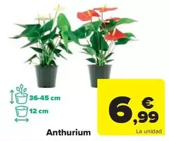 Anthurium