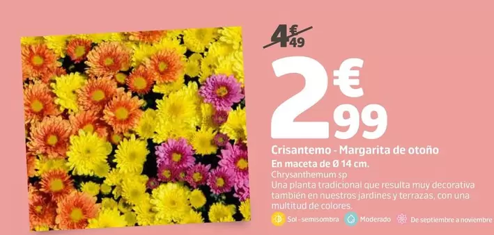 Crisantemo-Margarita De Otoño