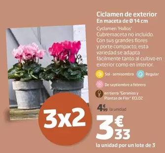 Ciclamen De Exterior En Maceta De 14 Cm