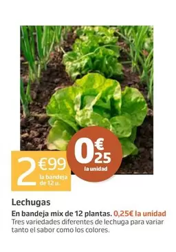Lechugas