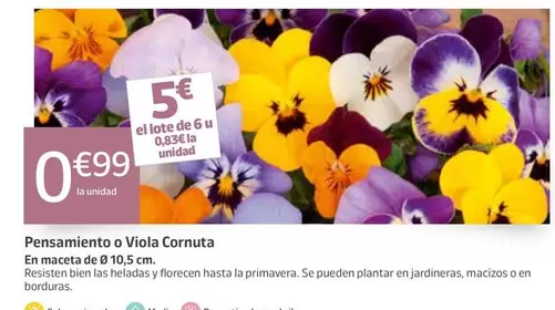 Pensamiento O Viola Cornuta