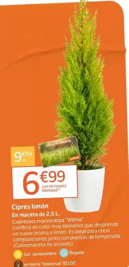 Cipres Limon