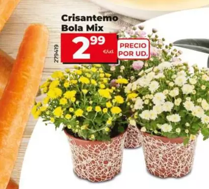 Crisantemo Bola Mix
