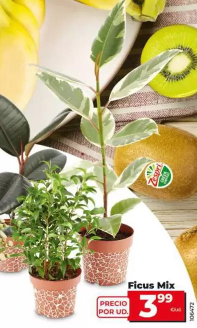 Ficus Mix