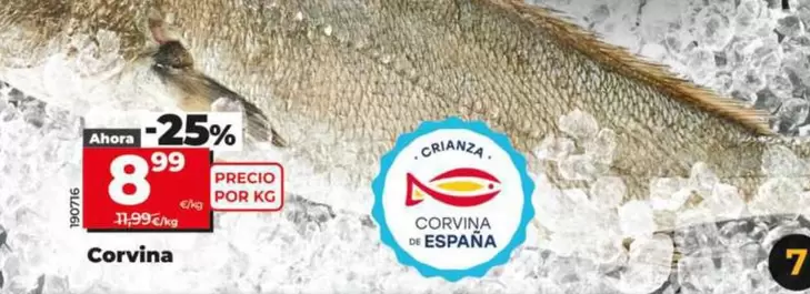 Corvina