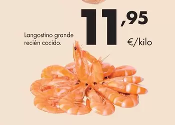 Langostino Grande Recien Cocido