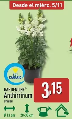 Gardenline - Anthirrinum