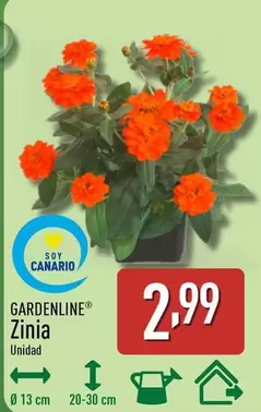 Gardenline - Zinia