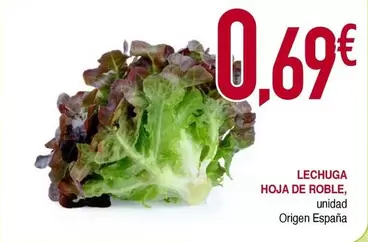 origen - Lechuga Hoja De Roble