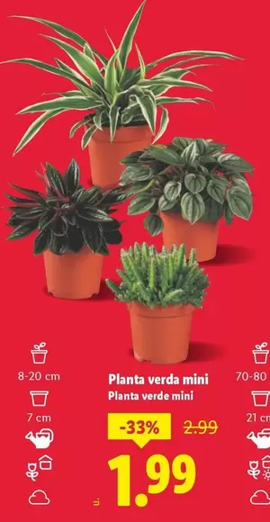 Planta Verde Mini