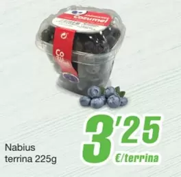 Nabius Terrina