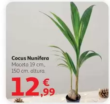 Cocus Nunifera
