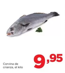 Alimerka - Corvina De Crianza