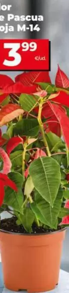 Flor De Pascua Roja M-14