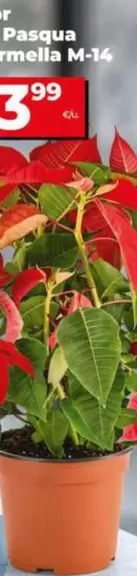 Flor De Pascua Roja M-14