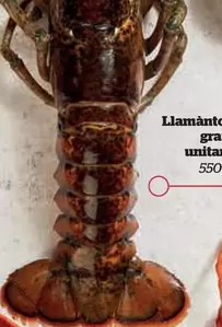 Llamanton Grappa Unita