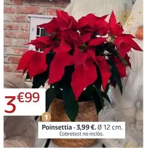 Poinsettia