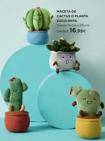 Macetas De Cactus O Planta Suculenta