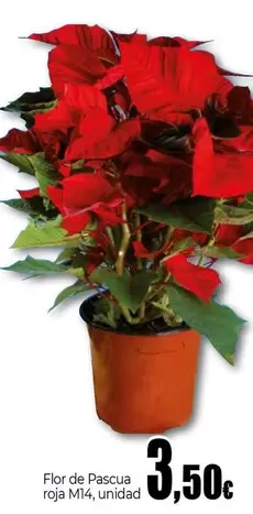 Flor De Pascua Roja M14