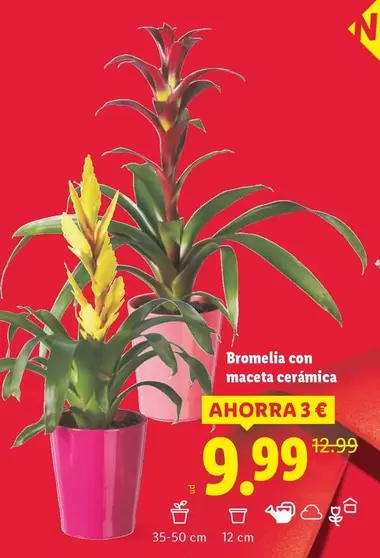 Bromelia Con Maceta Cerámica