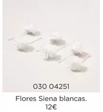 siena - Flores Siena Blancas