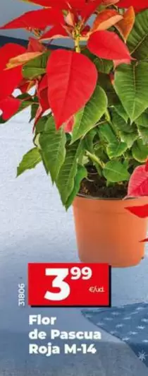 Flor De Pascua Roja M-14