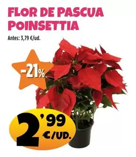 Flor -  De Pascua Poinsettia