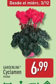 Gardenline - Cyclamen