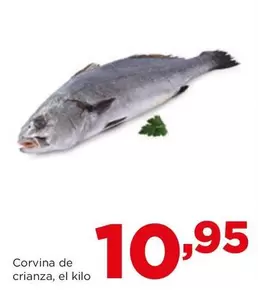 Alimerka - Corvina De Crianza