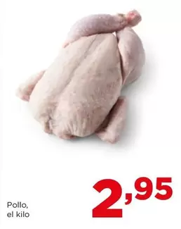 Pollo