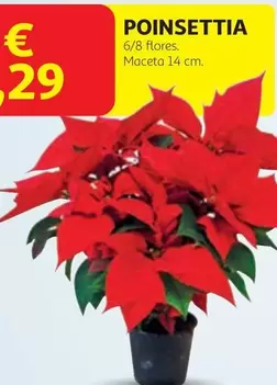 Poinsettia