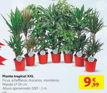 Tropical - Planta  Xxl