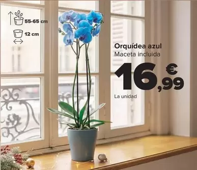 Orquidea Azul