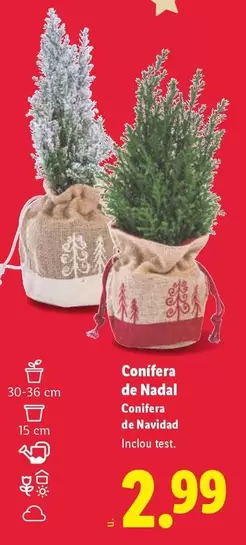  Conifera De Navidad