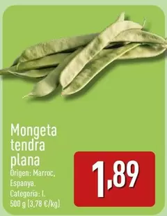 origen - Mongeta Tendra Plana