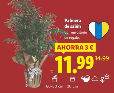 Palmera De Salon