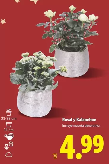 Rosal Y Kalanchoe