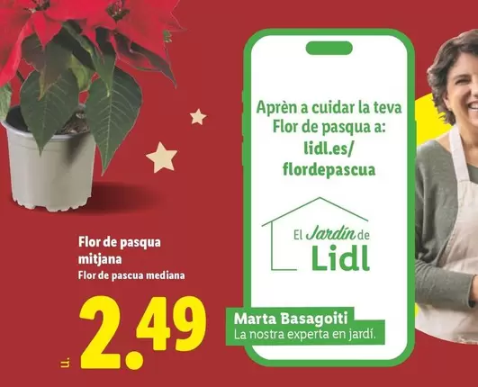 Flor De Pascua Mediana