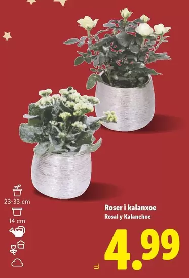 Rosal Y Kalanchoe 