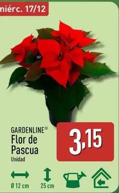 Gardenline - Flor De Pascua