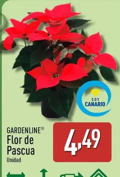 Gardenline - Flor De Pascua