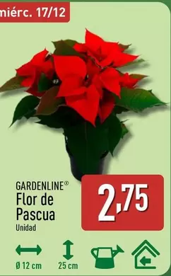 Gardenline - Flor De Pascua