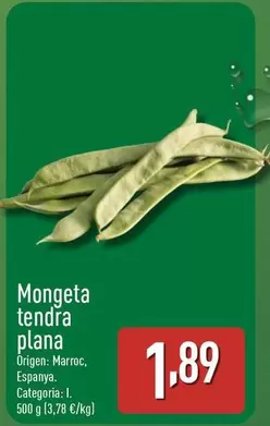 Mongeta Tendra Plana