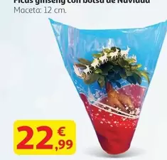 Picus Gmseng Con Bolsa De Navidad