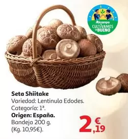 origen - Seta Shiitake